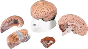 American 3B SCIENTIFIC C16 Brain Model, 4 Part, 14 cm L x 14 cm W x 17.5 cm H