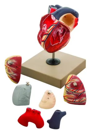 EISCO Human Heart Anatomy Model - Hand Painted, 7 Detachable Parts, Highly Detailed, Life-Size Educational Tool for Students and Educators